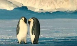 碎嘴企鹅爆料视频大全集,欢乐瞬间尽收眼底