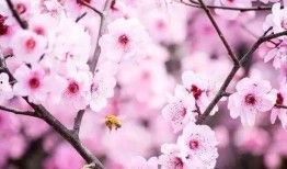 桃花三味在线观看风车,一场穿越时空的浪漫邂逅